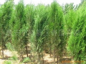 春蕾苗圃供應綠化苗木側柏 大量供應 春蕾苗圃供應綠化苗木側柏供應商 大量供應 春蕾苗圃供應綠化苗木側柏供應商 泰安市高新區(qū)春蕾苗圃盡在農(nóng)苗網(wǎng) 春蕾苗圃供應綠化苗木側柏供應商 春蕾苗圃供應綠化苗木側柏供應商 泰安市高新區(qū)春蕾苗圃盡在農(nóng)苗網(wǎng)