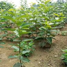 2019綠化苗木價格 報價 綠化苗木批發(fā) 第3頁 園林網