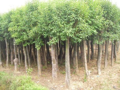 大葉女真價(jià)格價(jià)格_規(guī)格齊全的大葉女貞苗木批發(fā)直銷(xiāo) 農(nóng)戶(hù)價(jià)格_湖南長(zhǎng)沙市大葉女真.