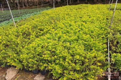 【黃金葉種植基地、基地直銷、質(zhì)優(yōu)價(jià)廉】綠化苗木,價(jià)格,廠家,供應(yīng)商,花木,龍海市東泗興輝園藝場 - 產(chǎn)品庫