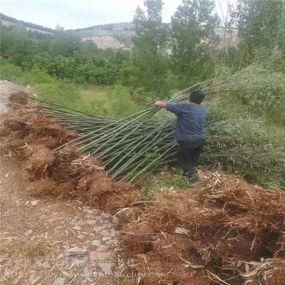 主營產品:花卉租擺、工廠綠化工程、各種綠化苗木、花卉基地直銷