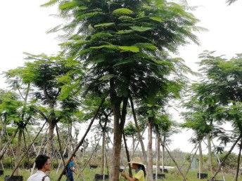 圖 園林綠化工程 綠地草坪養(yǎng)護(hù),花卉租擺 花木苗木種植 批發(fā)等 廣州鮮花綠植