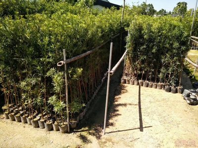 【羅漢松培養基地、羅漢松小苗直銷、質優價廉】綠化苗木,價格,廠家,供應商,花木,龍海市東泗興輝園藝場 - 產品庫