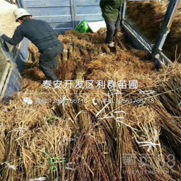 【新梨7號梨苗批發基地、新梨7號梨苗多少錢一棵】-