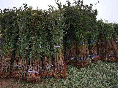 山東育苗基地遭竊，新疆杏李品種“恐龍蛋”市場熱度再引關注